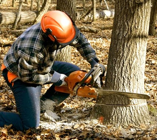 Tree Removal in Bainbridge, OH